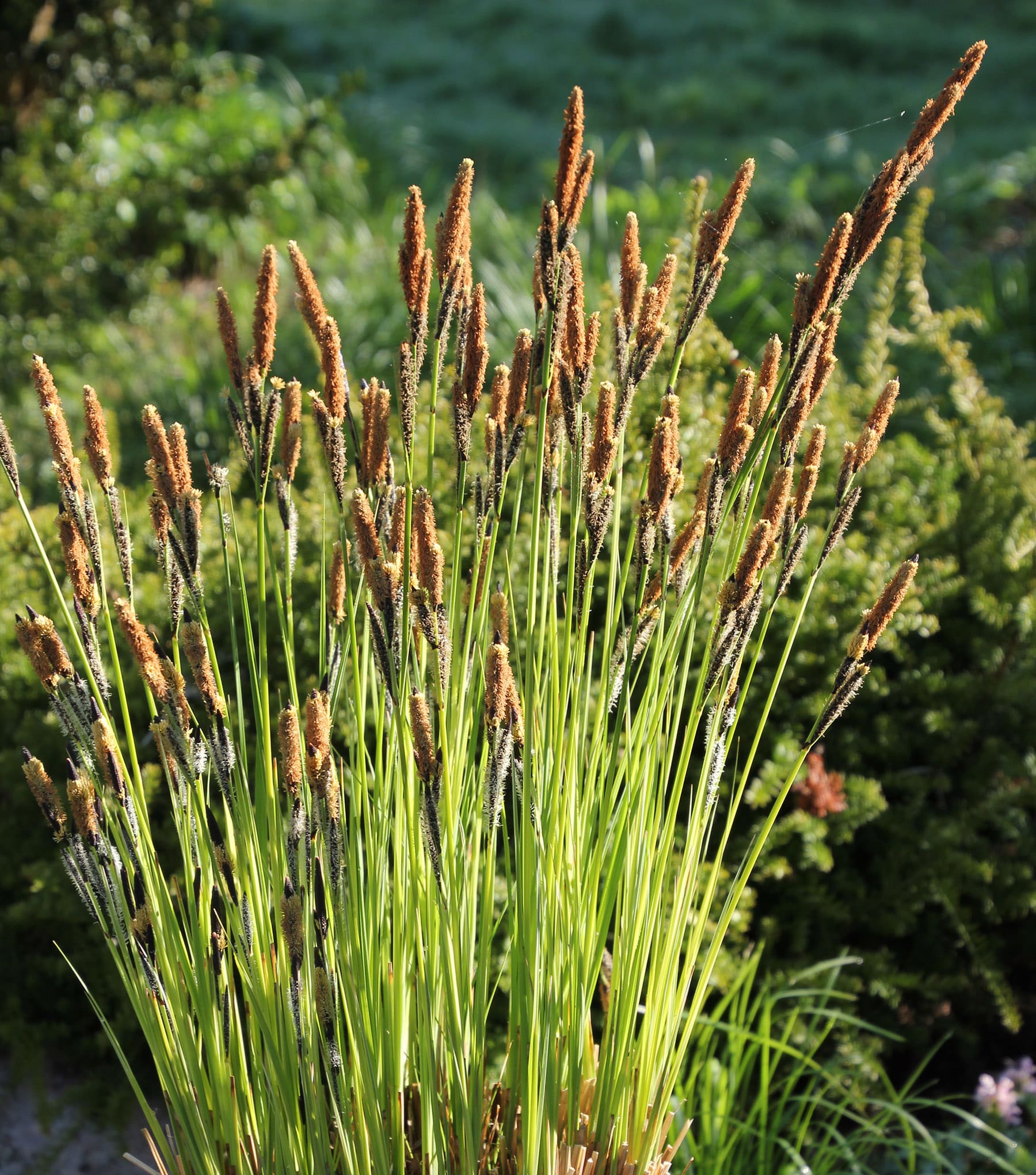 Carex elata 'Gurre Sø'