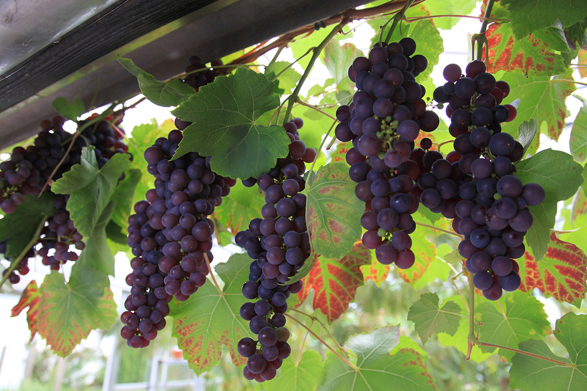 Sortsbeskrivelser vitis vin | Gunnar Christensens Planteskole A/S