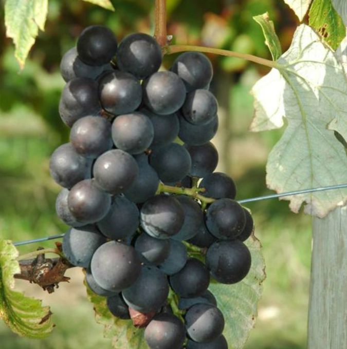 Vindruva