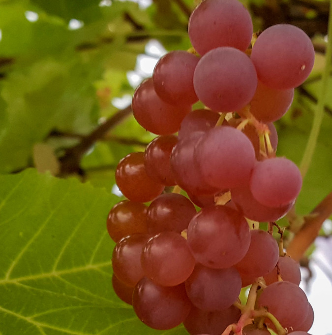Vindruva