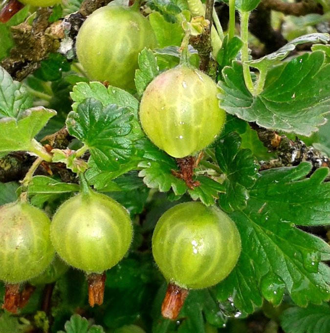 Grøn stikkelsbær