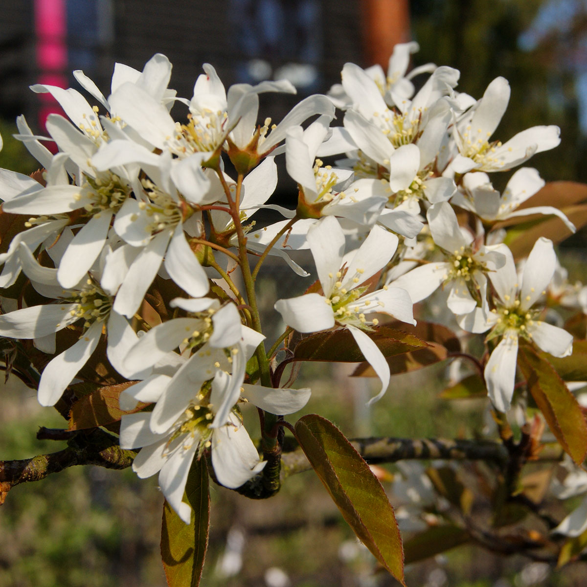 Amelanchier Laevis Ballerina () Amelanchier Laevis Ballerina