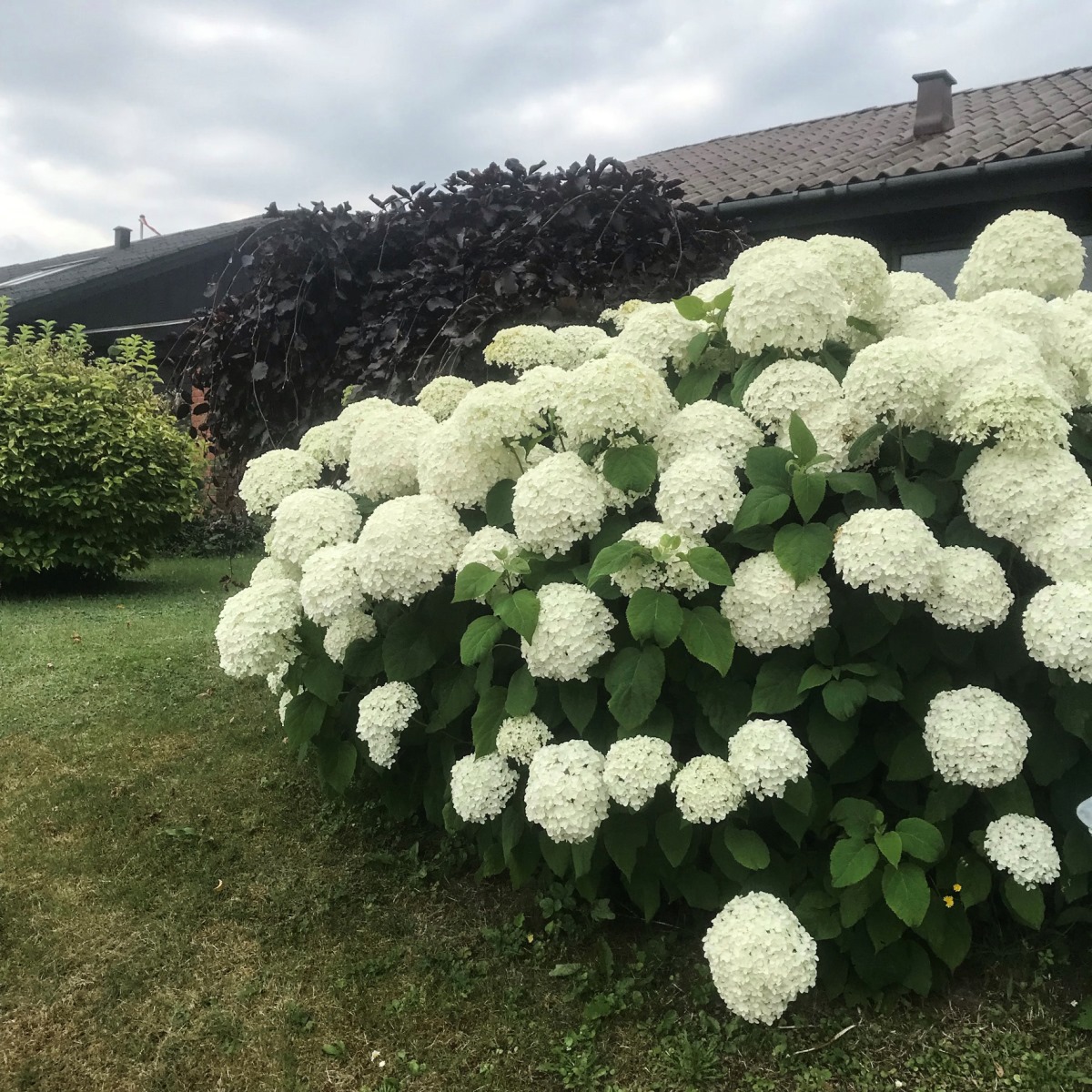 Buskhortensia () Buskhortensia