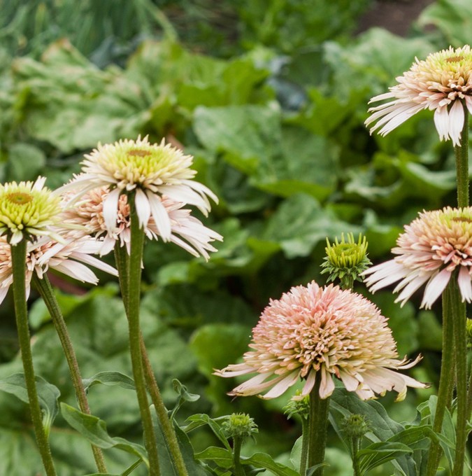 Spatial Florafluff Purpursolhat